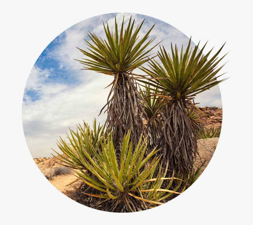 Http - Desert, transparent png #1342553