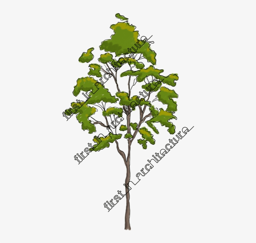 Mighty Elm tree elevation - Free dwg & cad block | PIMPMYDRAWING