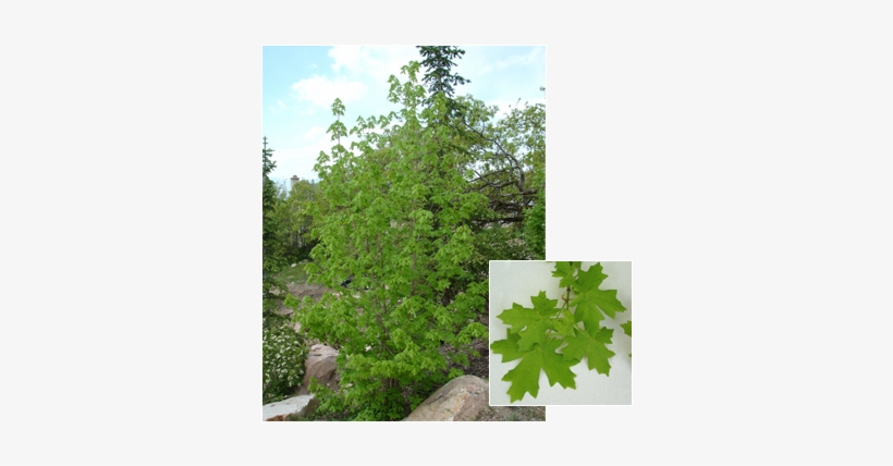 Pdm Trees Bigtoothmaple - Quaking Aspen, transparent png #1342709