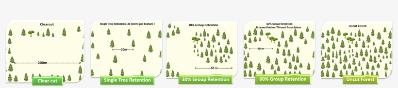 Objective 2 Legacy Trees <top - Tree, transparent png #1342777