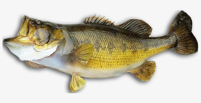 Fish Transparent Bass - Bass Fish Png, transparent png #1342984