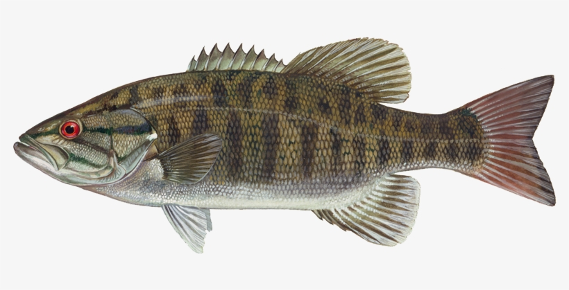 Learn About Smallmouth Bass And How To Catch Bigger - Smallmouth Bass, transparent png #1343035