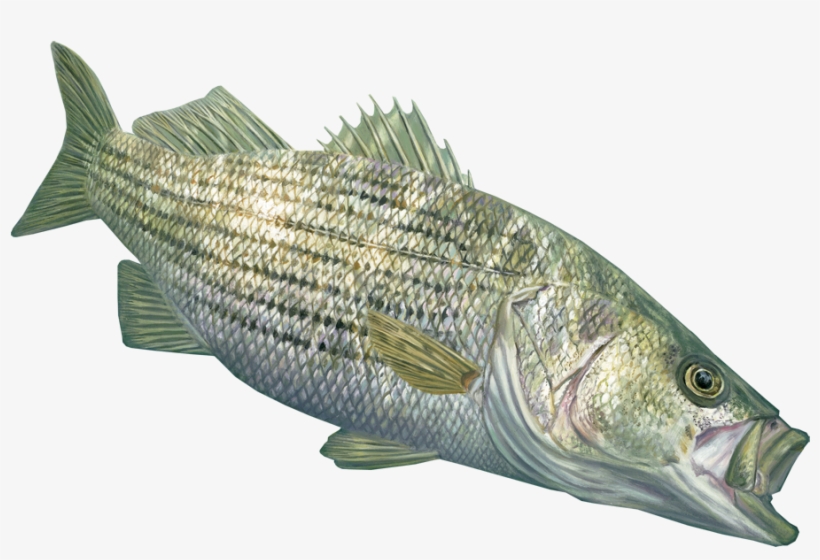 Skiff Life Now Offering Randy Mcgovern Fishing Apparel, - Striped Bass Transparent, transparent png #1343062