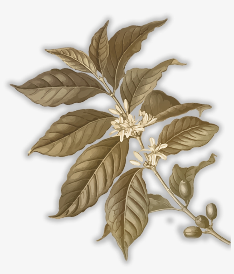 Its Quality Varies Based On Location And Elevation - Eclat Chocolate - Coffee & Cardamom Chocolate Parallel, transparent png #1343064