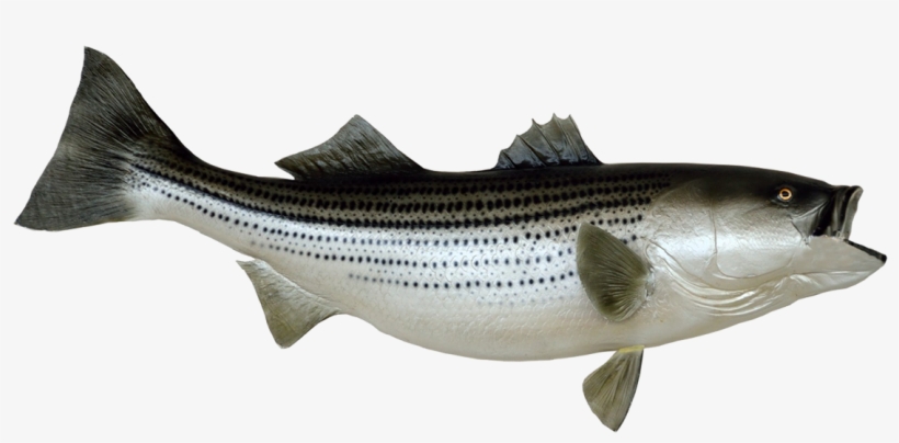 Fish Clip Art Png Stock - Complete Book Of Striped Bass Fishing: A Thorough Guide, transparent png #1343089