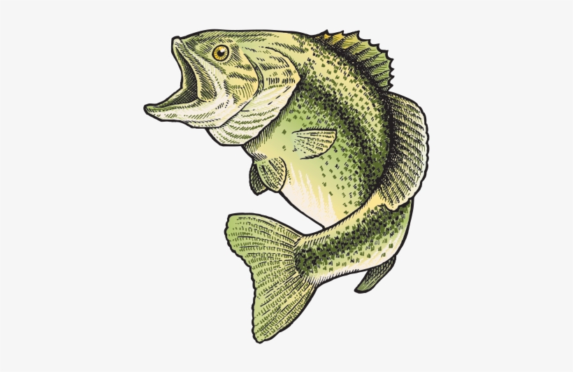 Printed Vinyl Bass Fish Png Royalty Free Download - Fish, transparent png #1343142