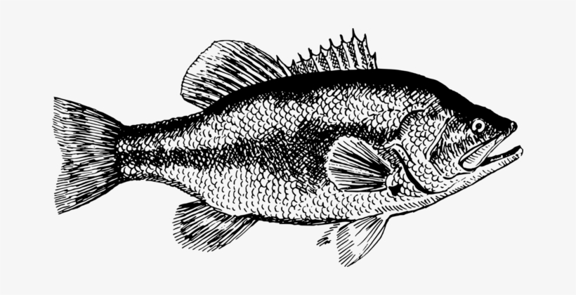 Grouper Black Sea Bass Largemouth Bass Fish - Black Sea Bass Clipart, transparent png #1343166