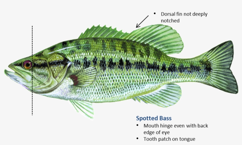 Spotted Bass Dorsal Fin, transparent png #1343302