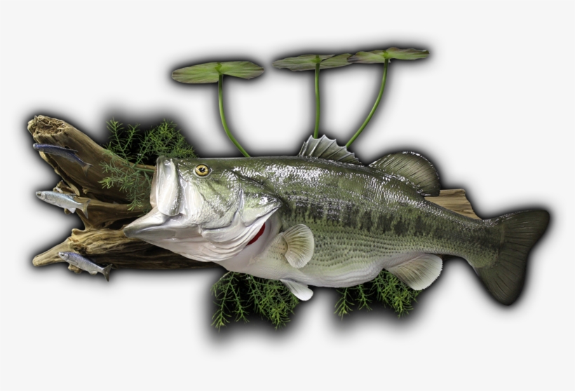 27\ - Bass Coffee Table Fish Mounts, transparent png #1343429