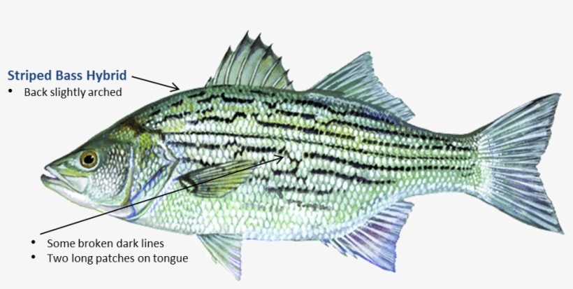 Striped Bass Hybrid - Hybrid Striped Bass, transparent png #1343447