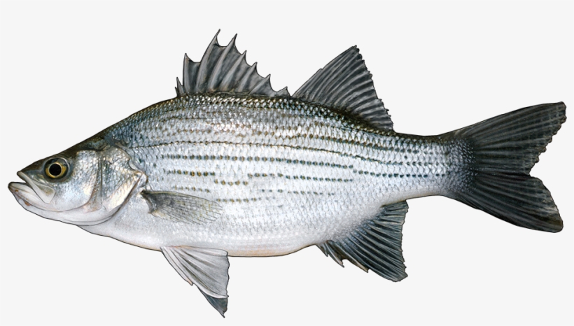 Http - //www - Fishbuoy - Com/images/images/fish Species - Arenac County, Michigan, transparent png #1343466