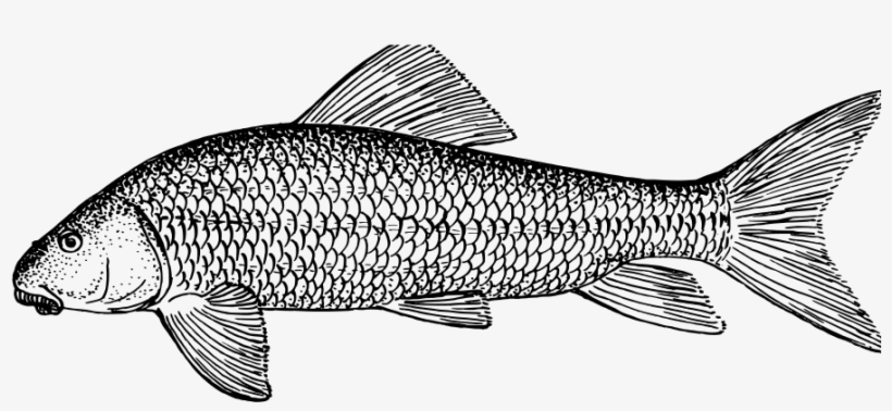 Fishing Drawing Suckers Black And White - Sucker Fish Coloring Pages, transparent png #1343510