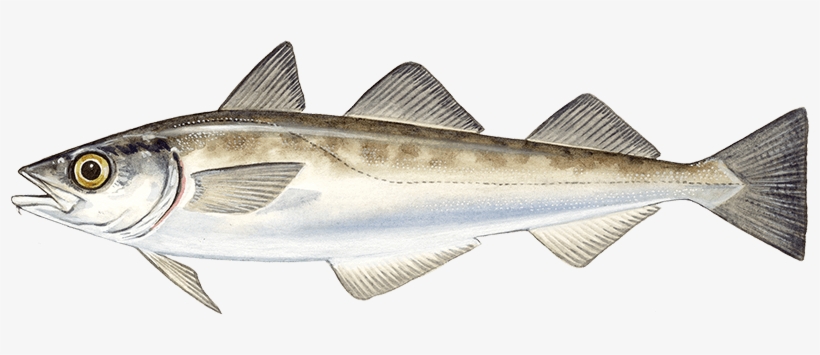 Alaska Pollock - Theragra Chalcogramma, transparent png #1343536