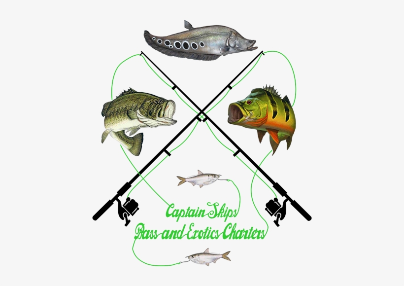 Give - Peacock Bass, transparent png #1343560