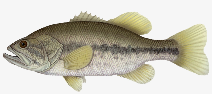 The Largemouth Bass Is Considered By Some To Be The - Walleye And Smallmouth Bass, transparent png #1343586