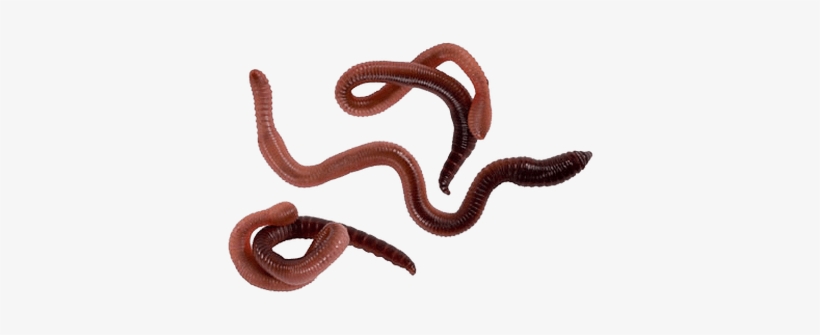 Worms Png, transparent png #1343652