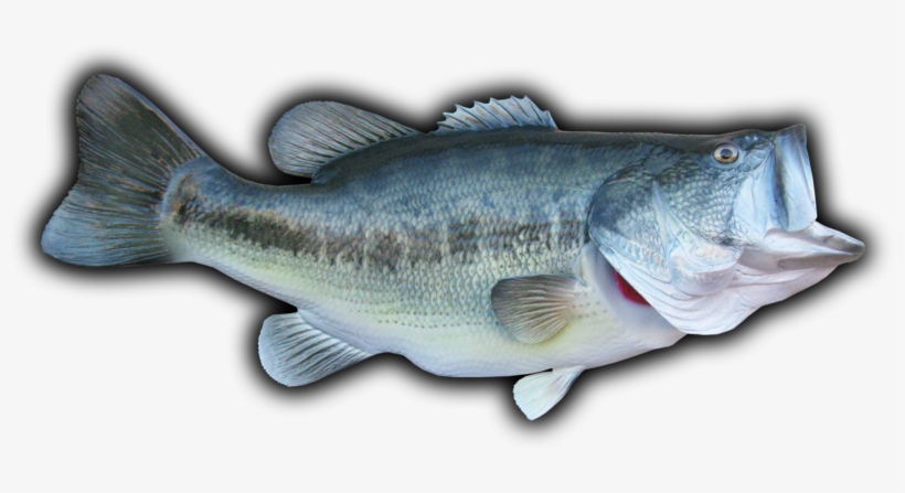 21 1/2" Largemouth Bass Fish Mount Replica - Largemouth Bass Transparent Background, transparent png #1343854