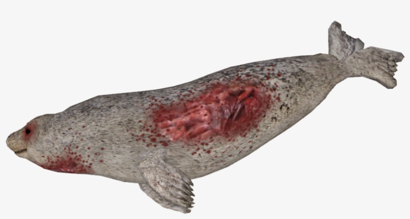 Dead Seal - Earless Seal, transparent png #1343950