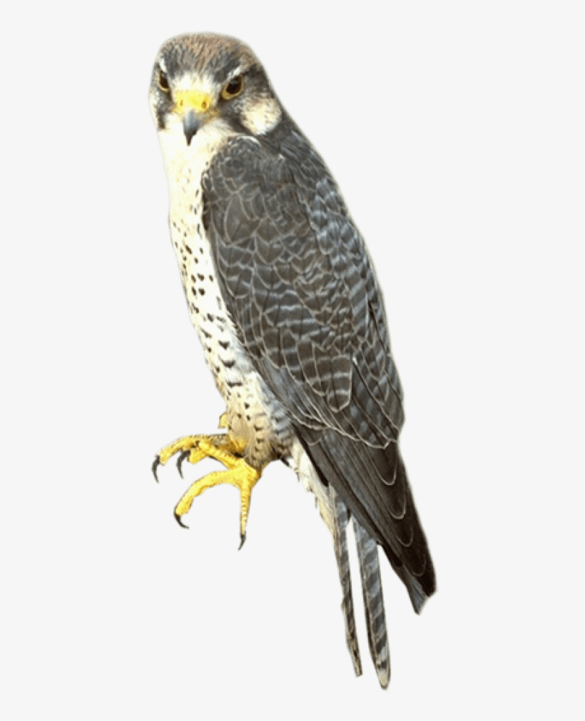 Free Png Falcon Png Images Transparent - Sharp Shinned Hawk Png, transparent png #1344296
