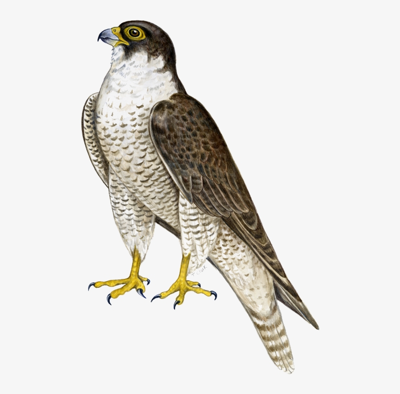4 2 Falcon Png - Peregrine Falcon Png, transparent png #1344326