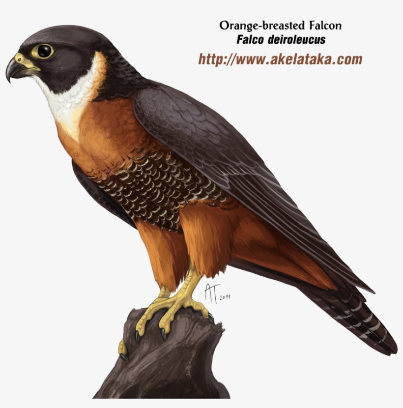 Falcon Png Photos - Falcon Png, transparent png #1344329