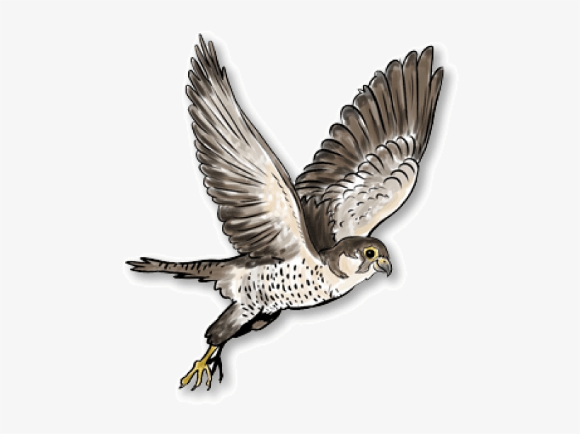 Free Png Falcon Png Images Transparent - Falcon, transparent png #1344388