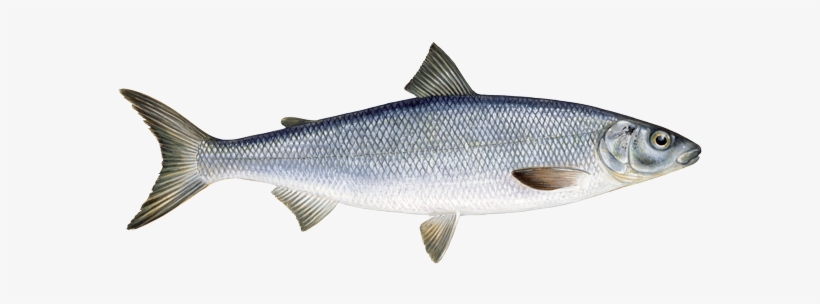 River Fish Dyin - Freshwater White Fish, transparent png #1344391
