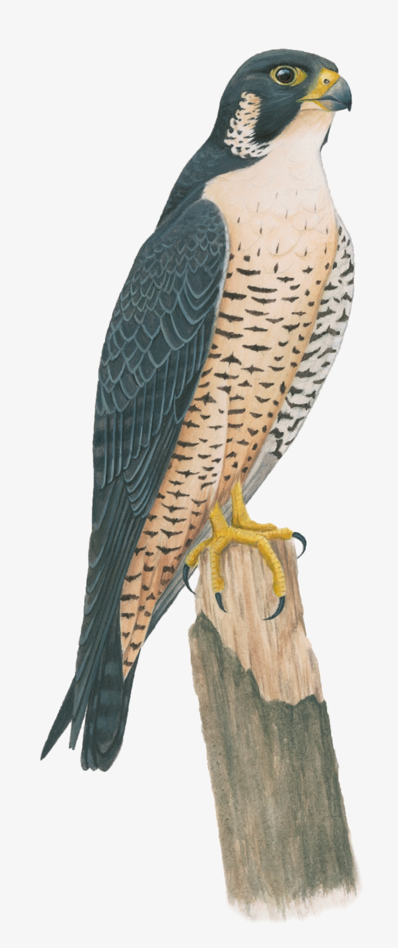 Peregrine Falcon Png Hd - Falcon, transparent png #1344501