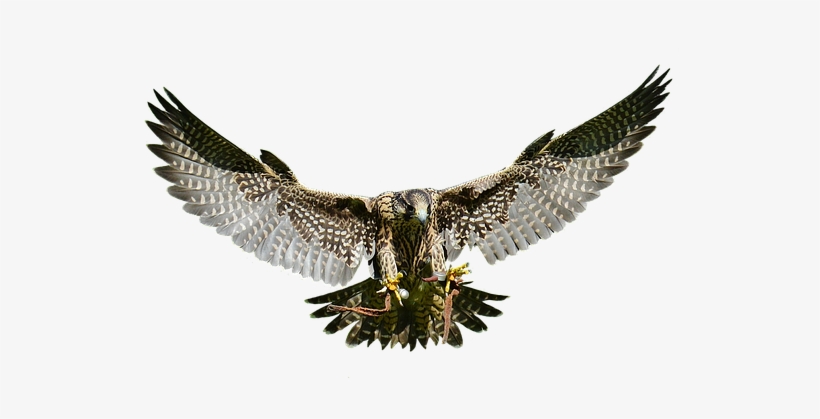 Falcon, Approach, Prey, Access, Raptor - Raptor Falcon Png, transparent png #1344577