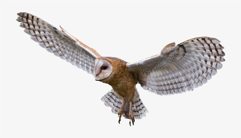 Cooper's Hawk Clipart Transparent - Owl Png, transparent png #1344630