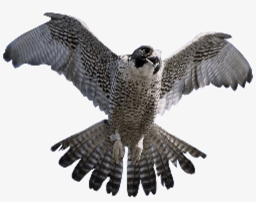 Free Png Falcon Png Images Transparent - King Sindbad And His Falcon, transparent png #1344860