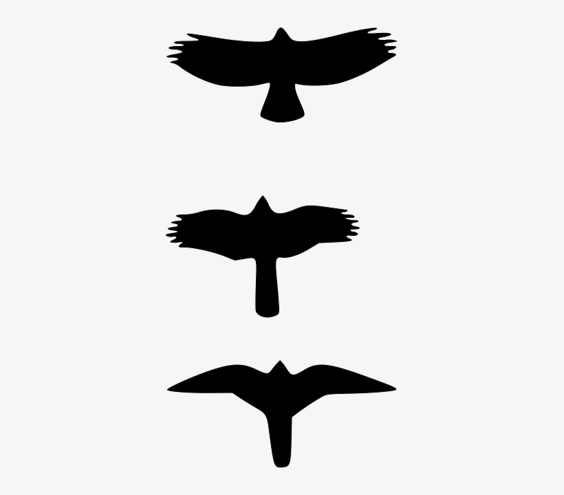 Original Png Clip Art File Sbuteo Accipter And Falcon, transparent png #1345014