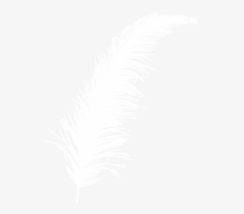 Ostrich Feather Png White Ostrich Feather Image - Imagen Pluma Blanca Png, transparent png #1345193