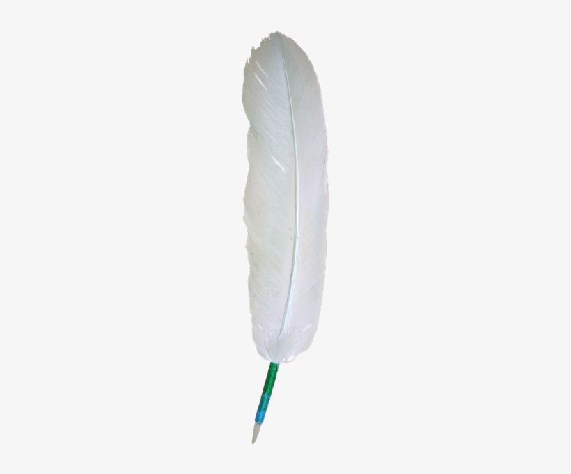 Bird, transparent png #1345292