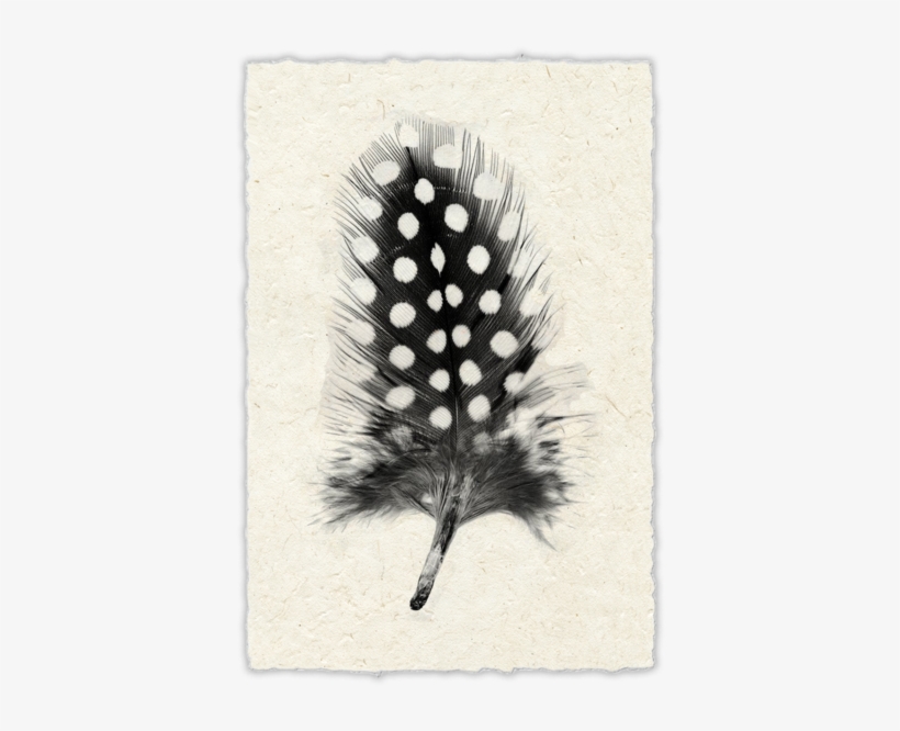 Black Feathers White Spots, transparent png #1347276