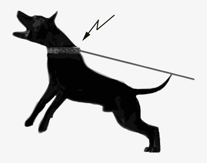Research From Sweden Shows That 75 % Of Active Dogs - Dog Collar, transparent png #1347393