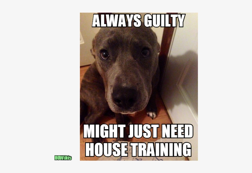 How To House Train A Dog That Is Stubborn,training - New Dog Meme House Training, transparent png #1347620