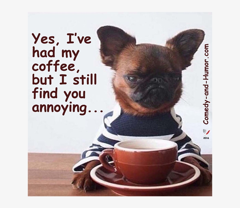 Grumpy Dog With Coffee - Doesn T Like Coffee Hipster Meme, transparent png #1347832
