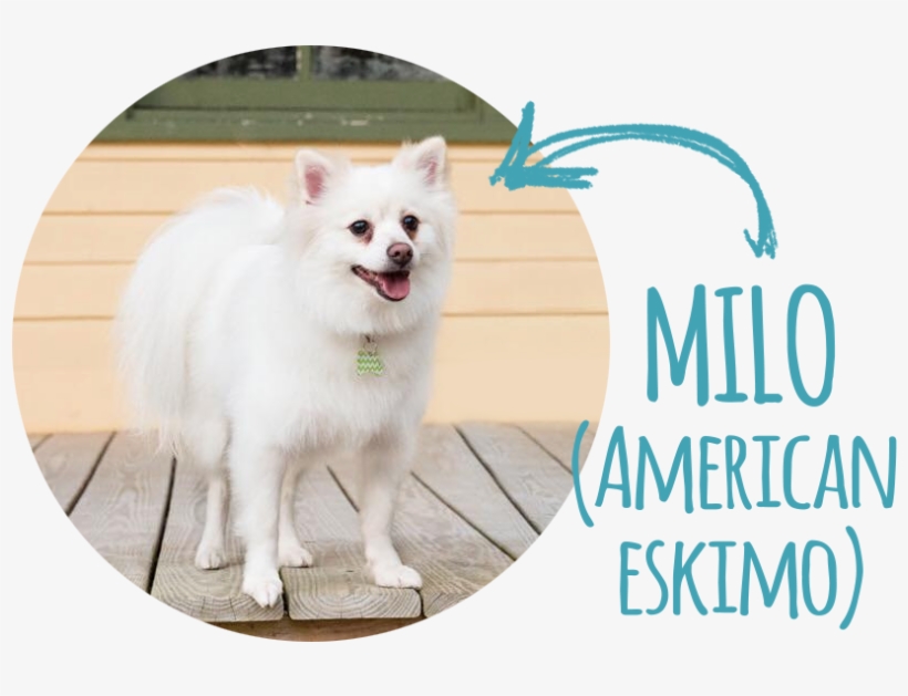 Hello World My Name Is Milo And I'm An American Eskimo, - 3drose African Grey Parrot Mom - Bird Lover Exotic, transparent png #1347880