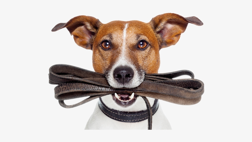 Protection And Care For Your Pet - Dog's Guide To Having An Owner, transparent png #1347964