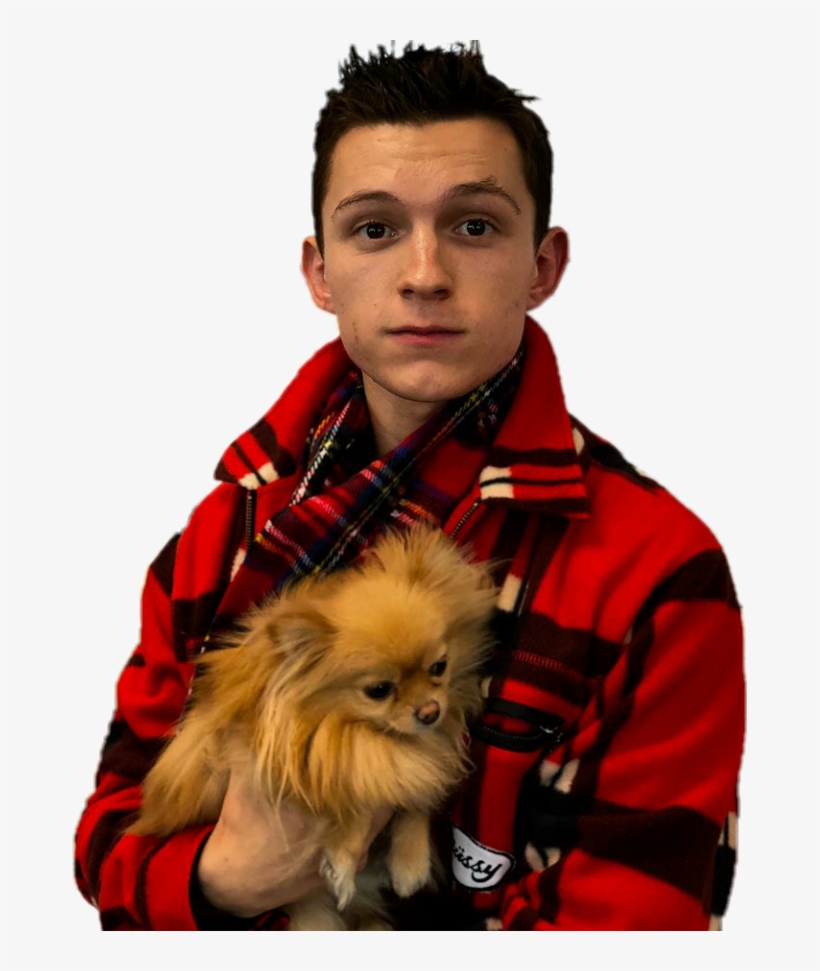 Report Abuse - Tom Holland And Dog, transparent png #1350135