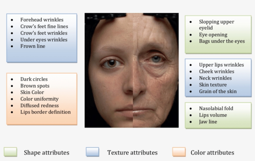 Difference Between A Young And An Old Woman Face - Difference Between Young And Old, transparent png #1351734