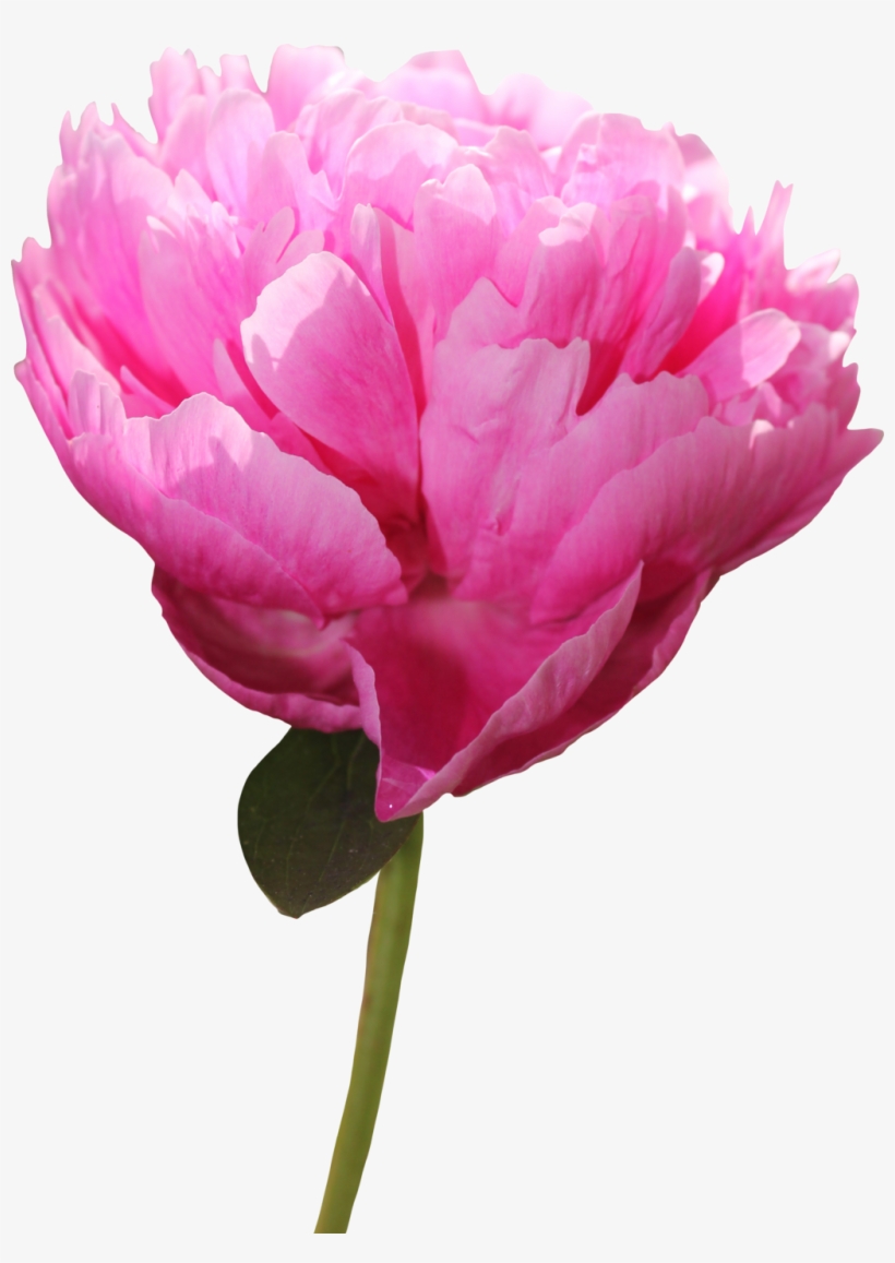 Peony Png Picture - Peony, transparent png #1352883
