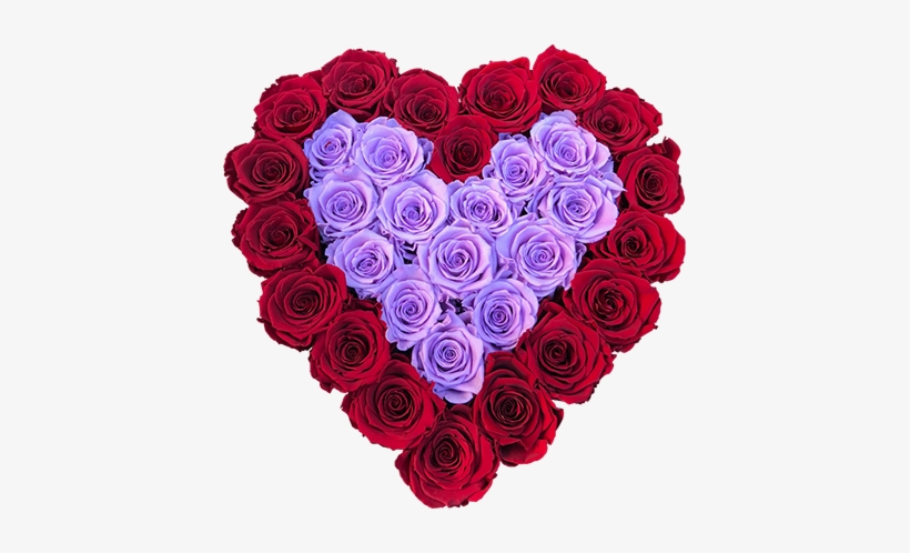 Real Long Lasting Roses - The Royal Roses, transparent png #1353247