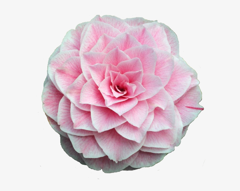 Tumblr O6cjfmmg6j1rm6jd7o1 1280 - Camellia Flower, transparent png #1353452