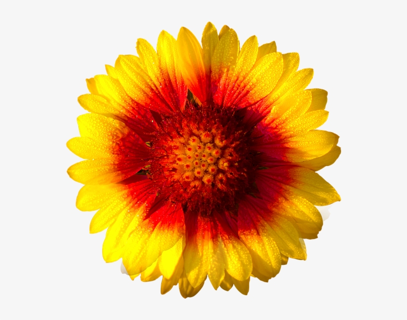 Sun Flower,isolated - Daisy Flower White Background, transparent png #1353520