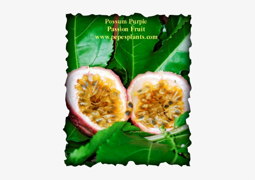 Edible Passion Fruit Vine, transparent png #1354874