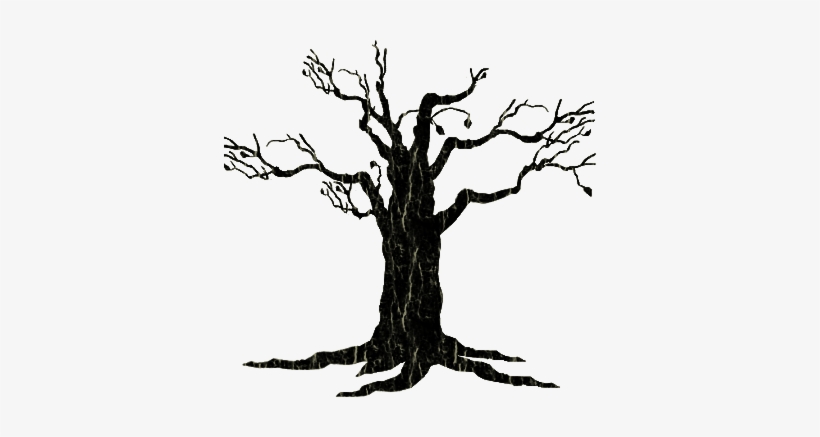 Tree-058 - Old Tree Clipart Transparent, transparent png #1356488