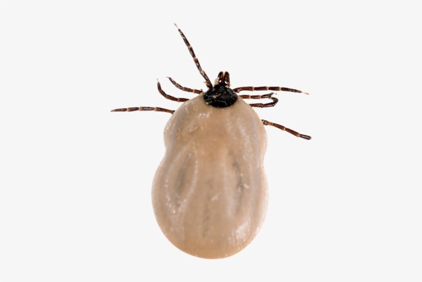 Tick Png Transparent - Fed Black Legged Deer Tick, transparent png #1356728