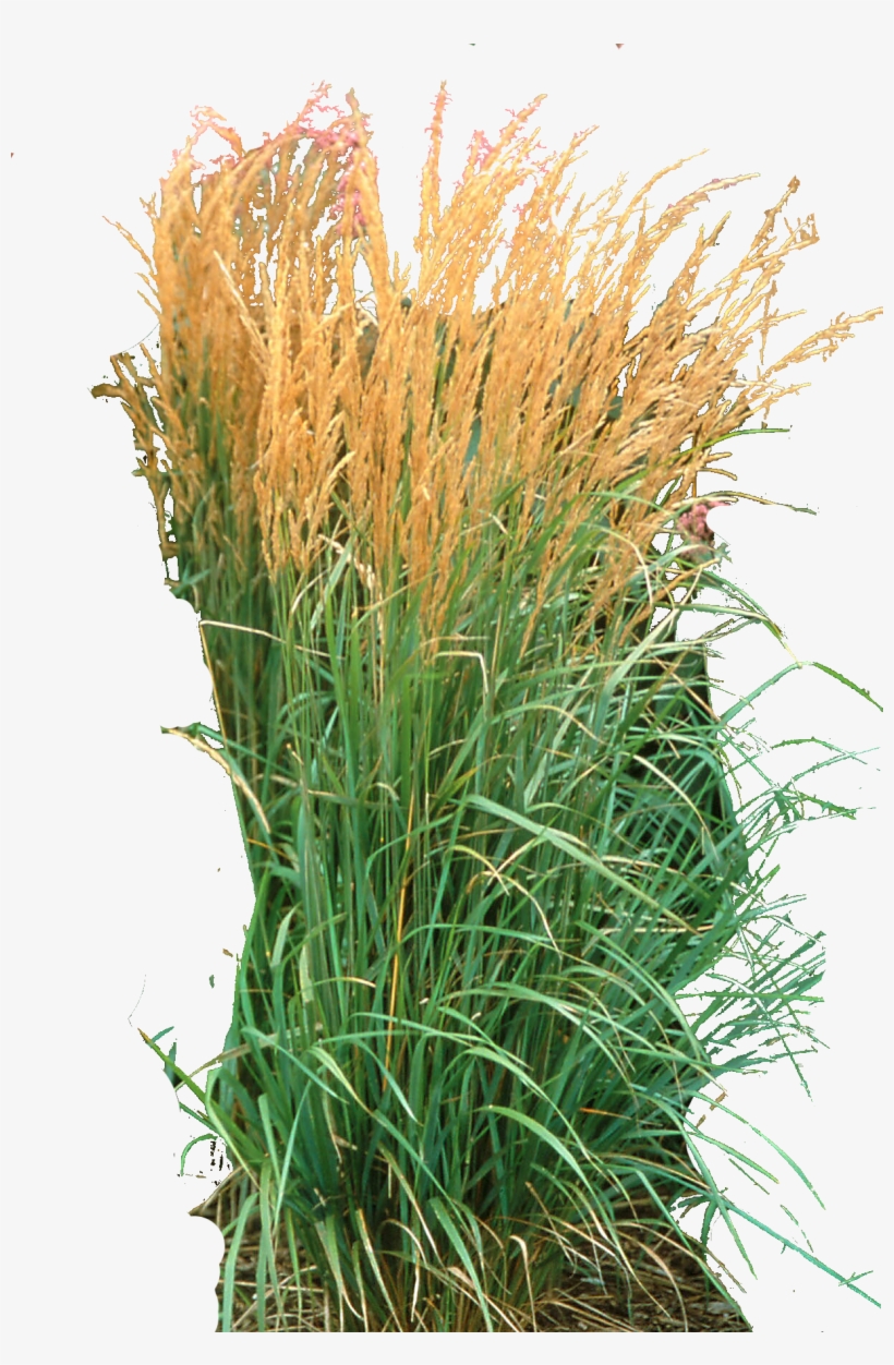 Ornamental Grass Png Karl Foerster Grass Png Free Transparent PNG